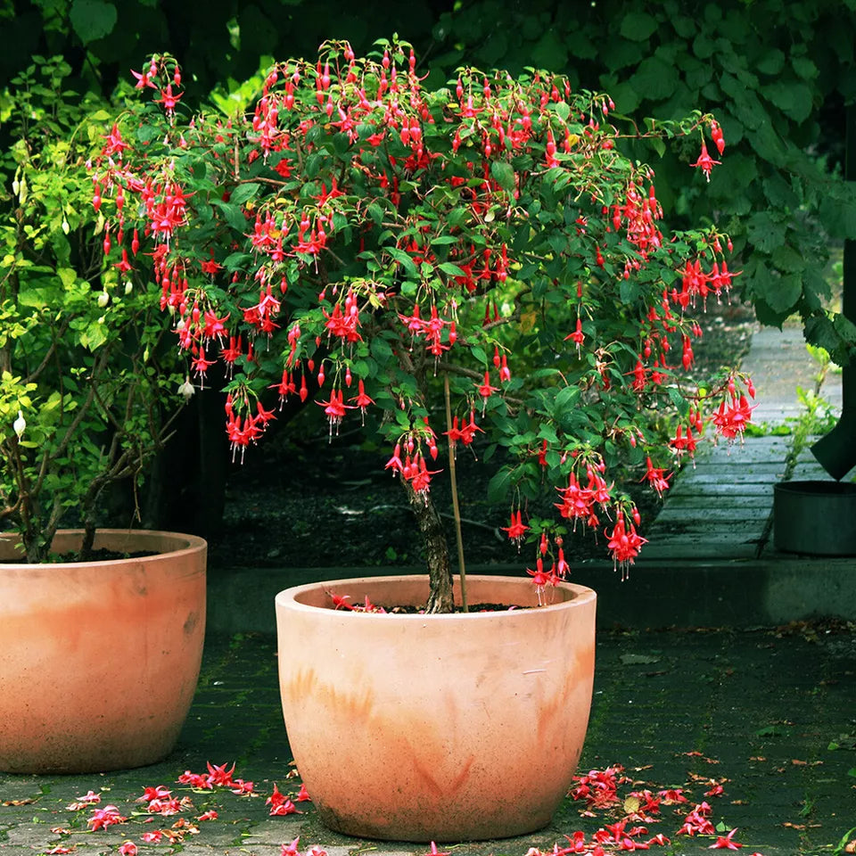 Pair of Potted Fuchsia Trees 65-80cm Tall