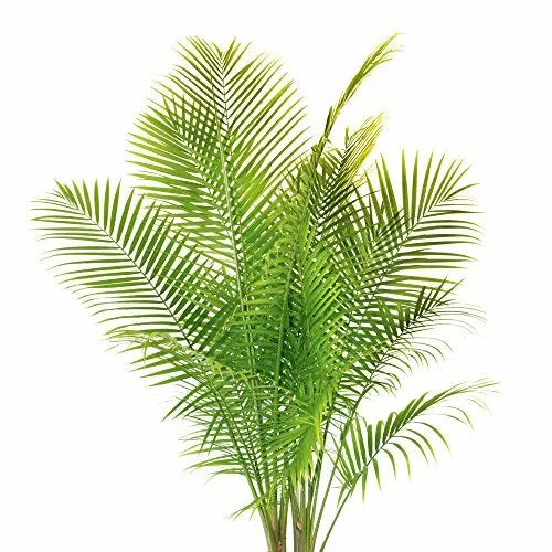 Hardy Phoenix Palm, 2 Trees 60-80cm 15cm poted