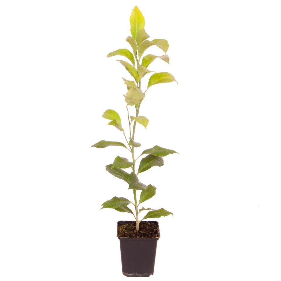 Citrus Lemon 'Citron' Tree in a 9cm pot