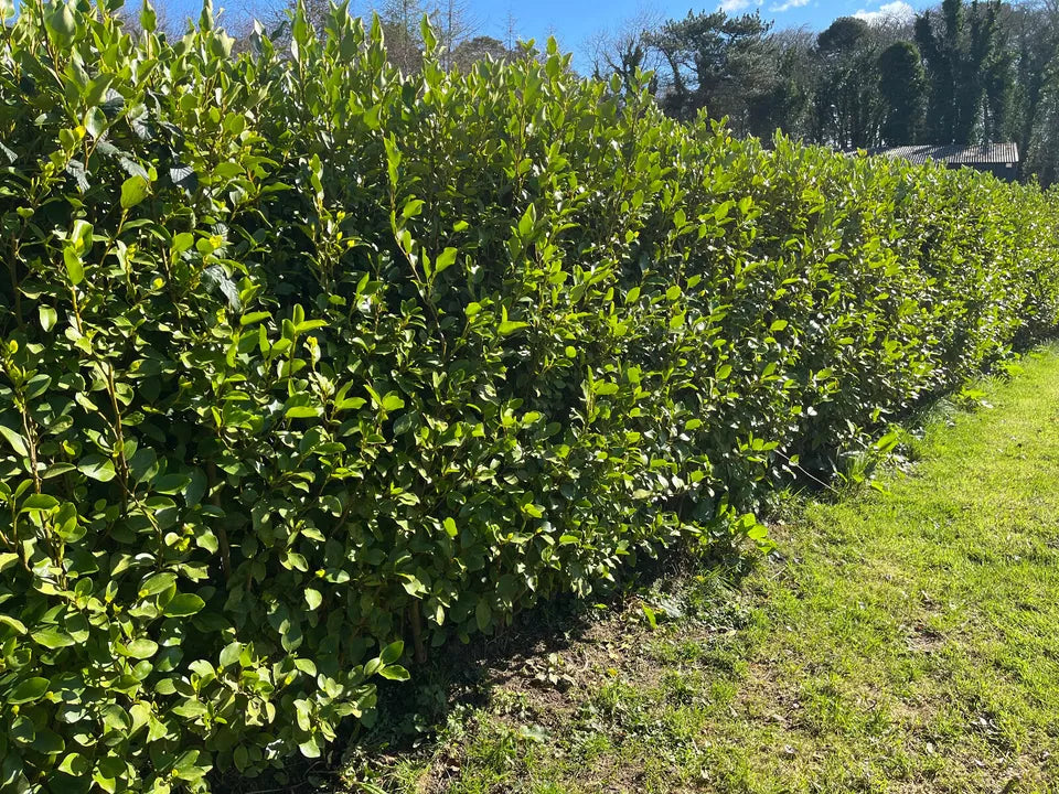 10 Bushy Griselinia Hedging Plants