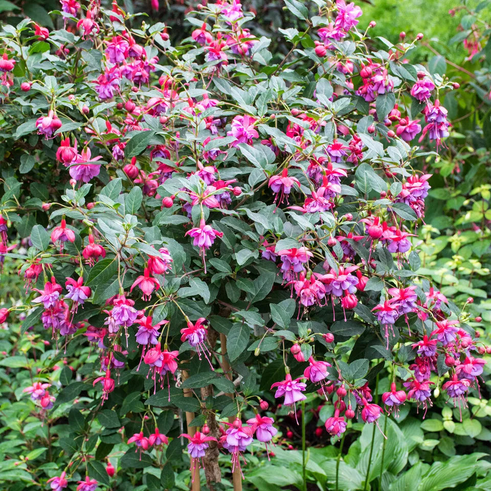 Pair of Potted Fuchsia Trees 65-80cm Tall