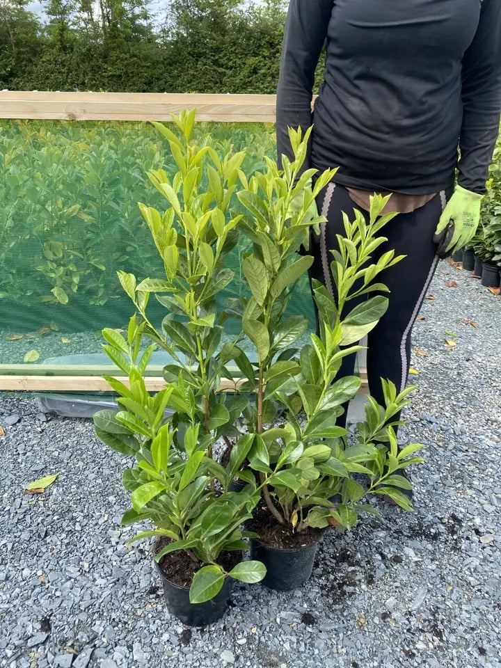 20 Cherry Laurel Hedging Evergreen Plants 35-50cm