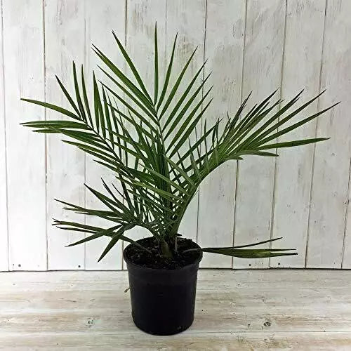 Hardy Phoenix Palm, 2 Trees 60-80cm 15cm poted