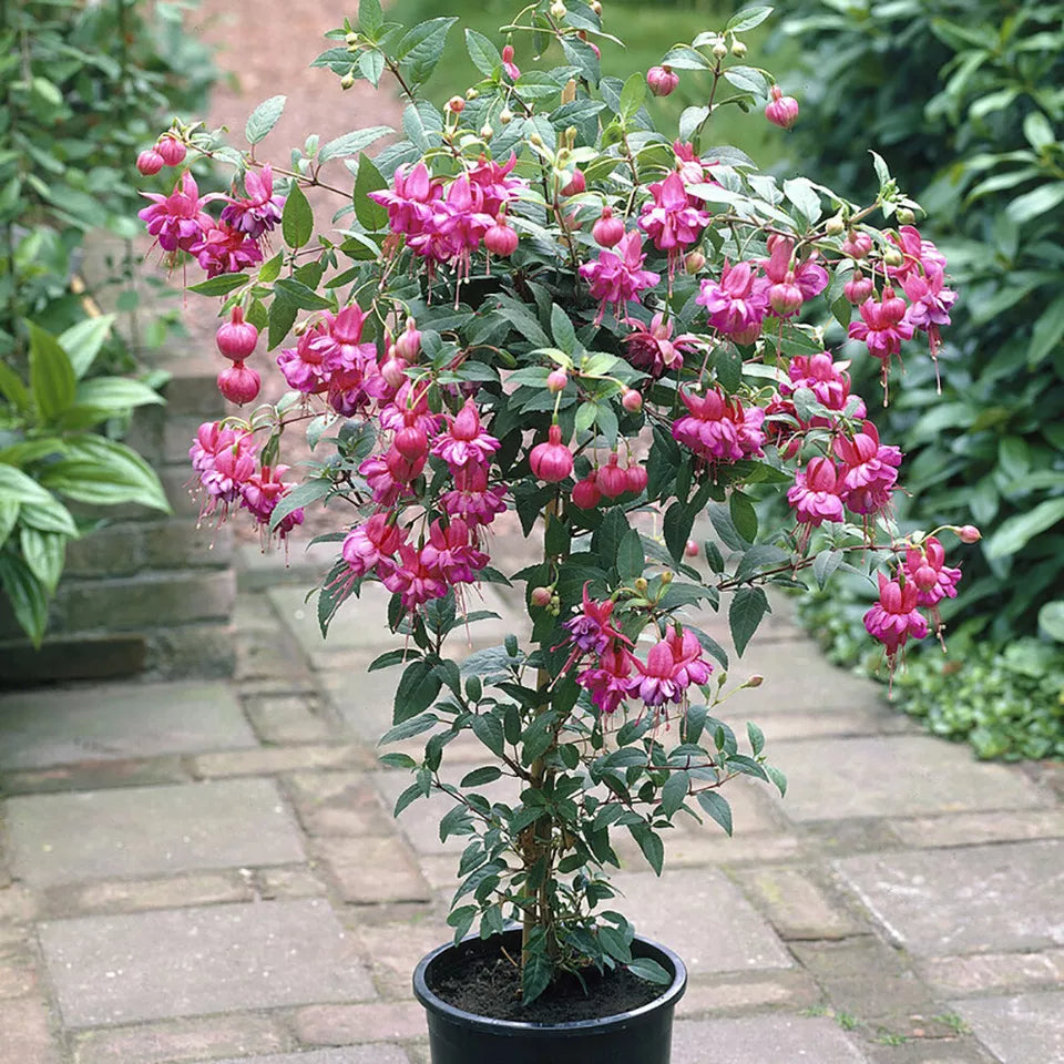 Pair of Potted Fuchsia Trees 65-80cm Tall