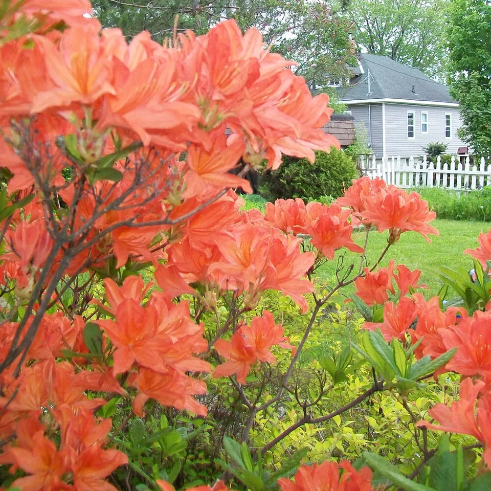 1 X ORANGE AZALEA JAPANESE EVERGREEN SHRUB