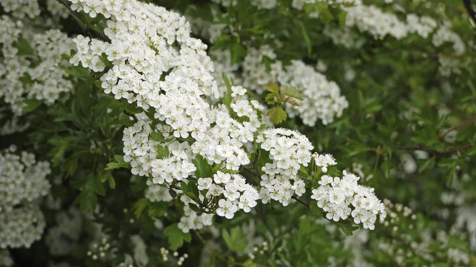 5 Hawthorn Hedging Plants