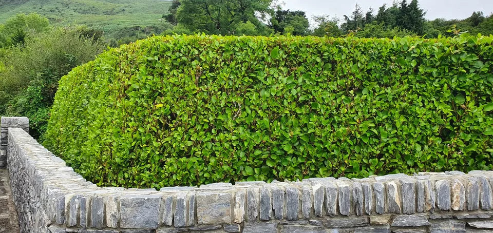 10 Bushy Griselinia Hedging Plants