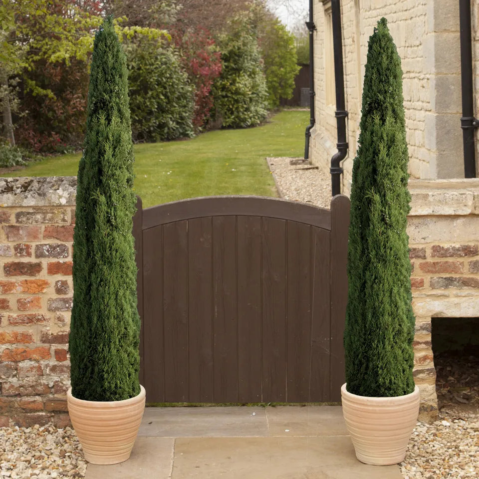 Pair of Italian Cypress Trees 60-80cm Tall