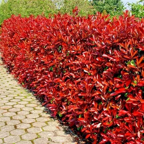 10 Photinia Red Robin Hedging Plants