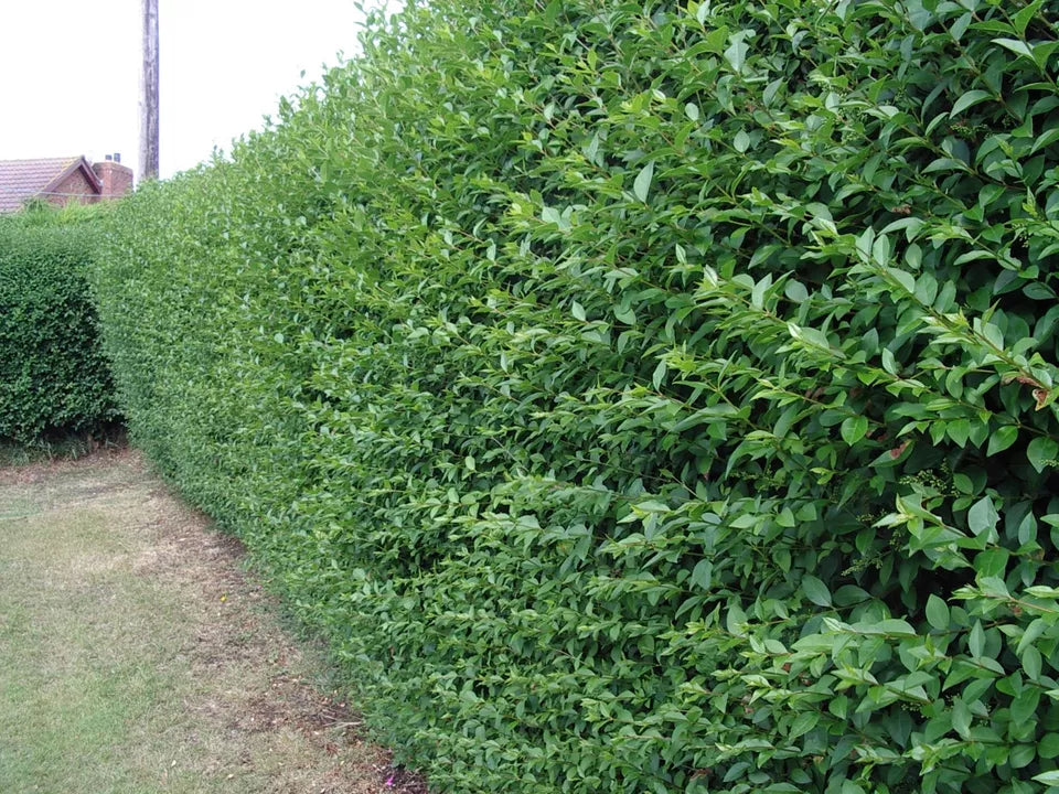 10 Green Privet Hedging Plants