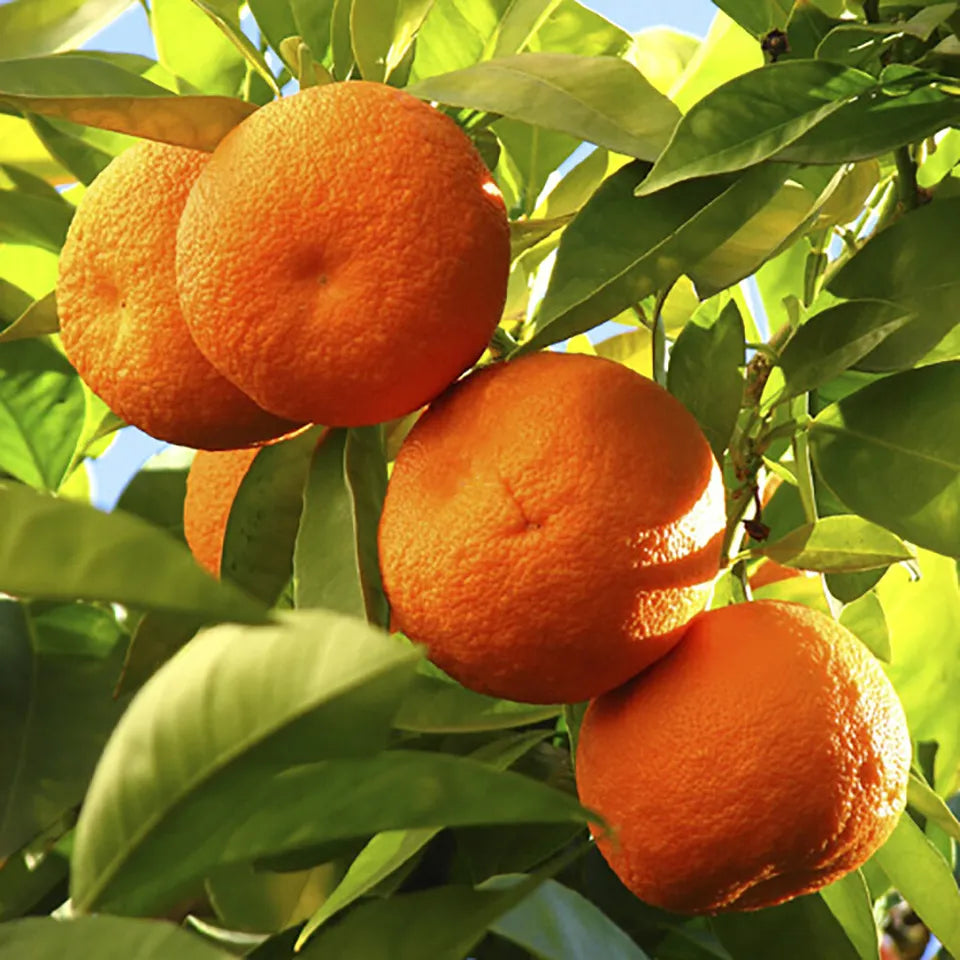 Orange & Lemon Tree ,20-30cm Tall including 9cm Pots